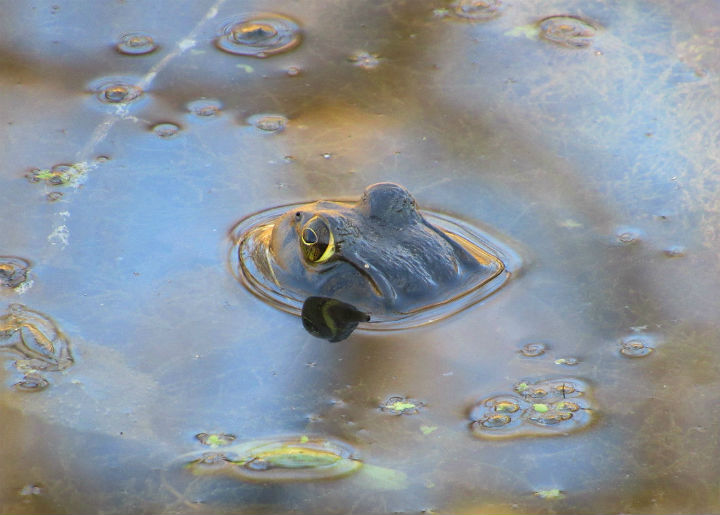 American Bullfrog